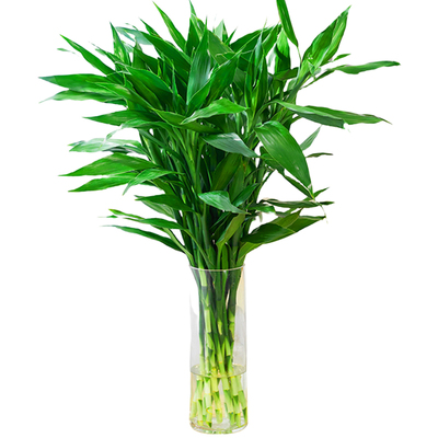 【限时9.8起】富贵竹好评率100！