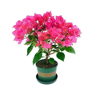 重瓣红三角梅盆栽带花三角梅苗勤花品种爬藤老桩室内花卉植物四季