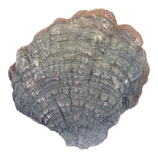 神农架深山桑树桑黄灵芝菌正品特级金边大桑黄整枝非西藏桑黄250g