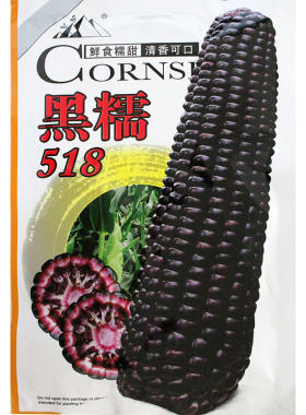 518/黑香339玉米种子高产