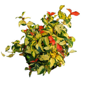 花叶络石花苗盆栽彩叶络石吊兰四季垂吊耐热耐寒植物庭院绿植花卉