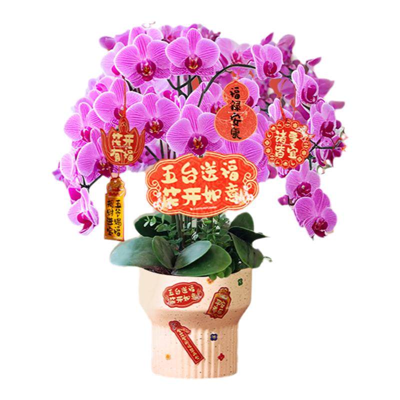 精品大盆蝴蝶兰送礼推荐