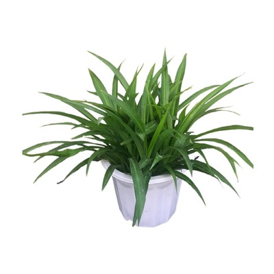 大盆青叶吊兰带藤吊绿植省事好养