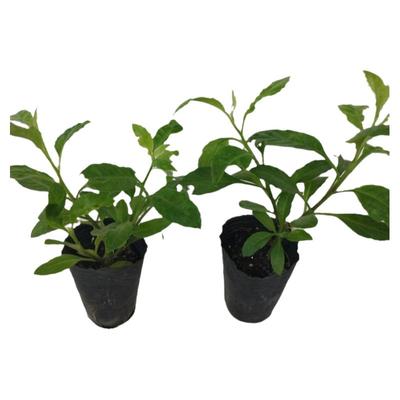 明月草苗子明月草秧苗四季蔬菜苗