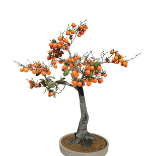 金弹子盆栽老鸦柿子绿植阳台树苗花卉室内植物办公桌花卉阳台果树