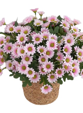 田园清新小菊花邹菊波斯菊绢花仿真花束阳台盆栽花家居客厅摆放花