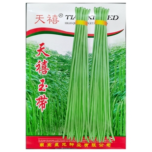 天禧玉带豇豆种子绿白条长豆角角豆长缸豆江豆种籽春夏秋40克/袋