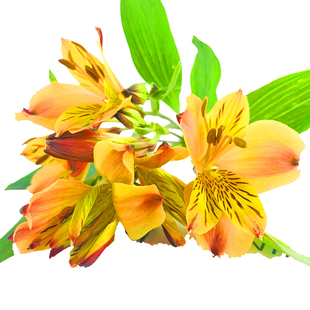 六出水仙百合鲜花水养居家办公室插花花束新鲜顺丰包邮北京可闪送