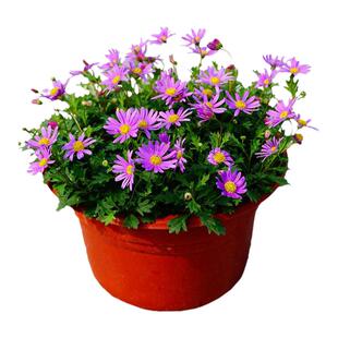 花种子四季花草易种活姬小菊种孑室内外盆栽花卉小雏菊太阳花种籽