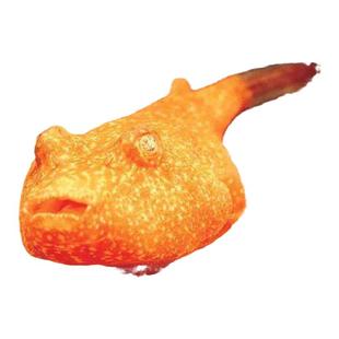 木瓜狗头 精品凶猛肉食性宠物河豚 淡水活体热带观赏鱼 特价包邮