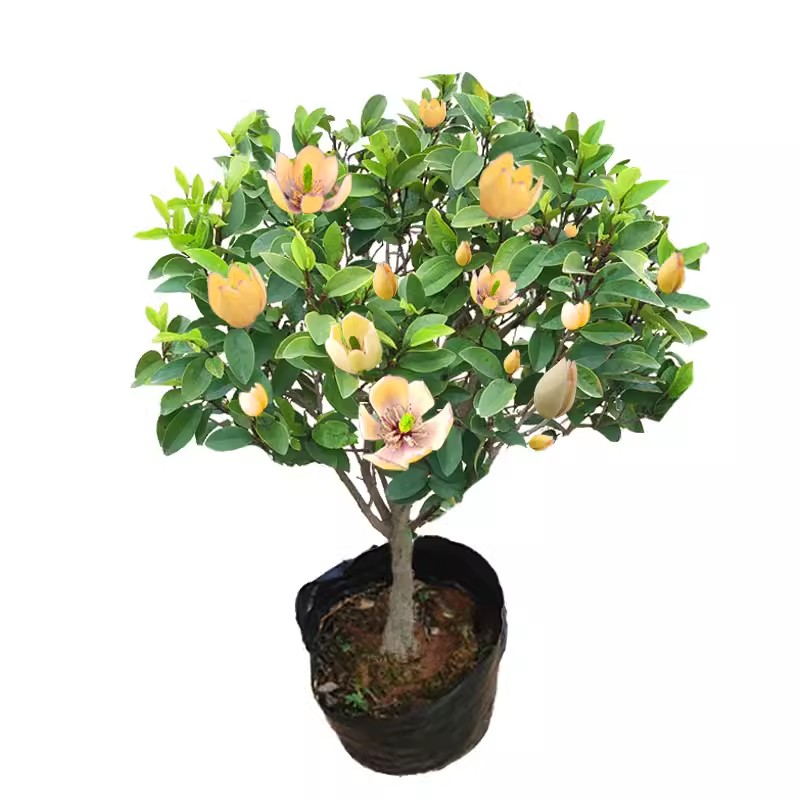 带花苞含笑花浓香型四季开