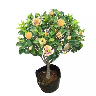 抗寒新品含笑花苗盆栽带花苞发货浓香型花卉四季常青植物庭院阳台