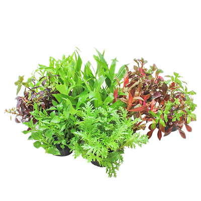 鱼缸阴性无土水草植物绿菊套餐