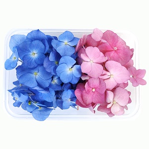 新鲜双色绣球花 约40朵 现摘现发 酒店饭店西餐日料摆盘装饰点缀