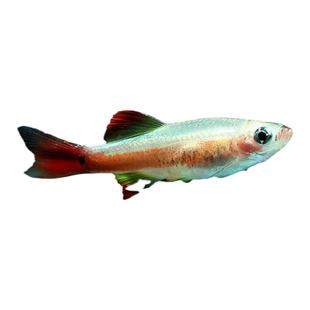 白云金丝鱼原生冷水鱼小型群游灯鱼瑰丽火焰鹤山林氏细鲫金丝灯鱼