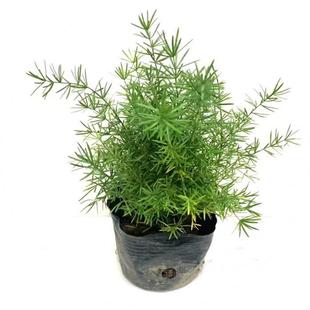 包邮天门冬盆栽中草药苗武竹天门冬观叶四季常青室内垂吊耐阴植物