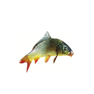 黑龙江特产冷水大鲤鱼整条开江冬捕鲤鱼鲤拐子大鲤子