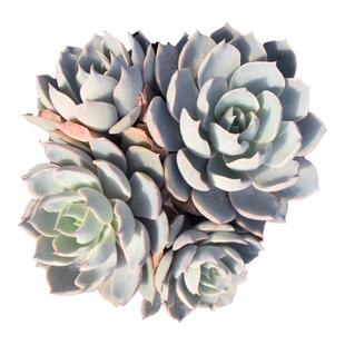 蓝石莲多肉老桩绿植花卉基地直供控养精品防辐射办公室群生易爆盆