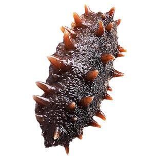 即食刺参海参500g大连长岛辽参鲜活渗干货大连海参单个装特价