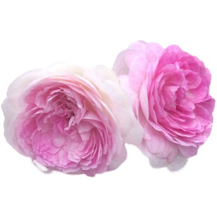 惠惠的花园微型月季玛姬婶婶多花浓香玫瑰多季开花阳台绿植盆栽