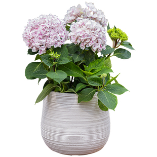 掬涵中古风家用镁泥大花盆龙血树黄金榕大型落地花器轻奢高级摆件