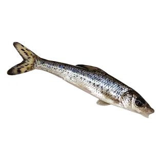 花骨鱼苗季郎鱼花菇鱼底层花姑娘鱼花吉勾活体淡水花吉勾鱼苗养殖