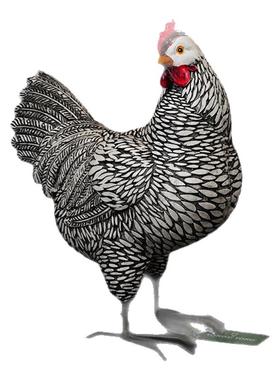 麻花公鸡母鸡摆件装饰树脂