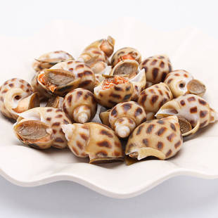 500g北京闪送 花螺新鲜 鲜活海鲜水产东风螺海猪螺南风螺海螺贝类