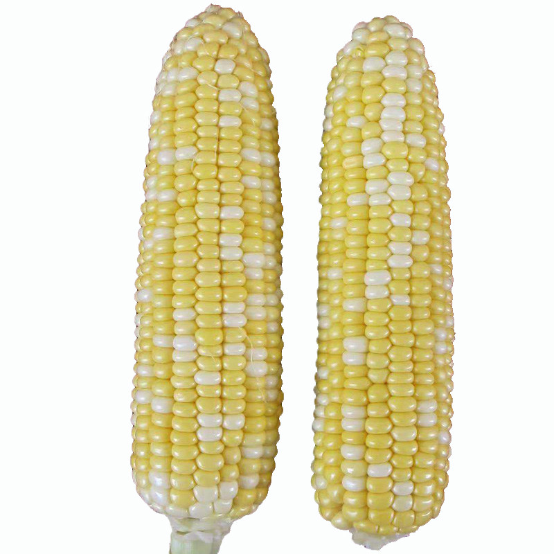 双色甜玉米夏季高产种子