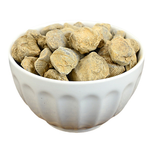 石燕中药材小药仙正品燕子石天然水飞石燕药用石燕子非煅石燕粉