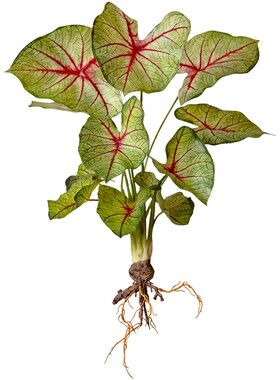 掬涵仿真花纹竹芋叶把束带根植物