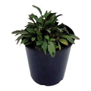 荷兰菊紫苑  白苑 紫苑  小卡罗 盆苗 耐寒宿根花卉【鲁虹花苗】