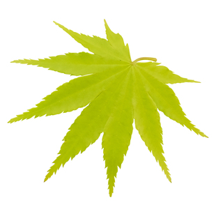 【日本枫树】约旦白泽槭红枫耐阴小乔木日式庭院阳台花园鳗盆栽苗
