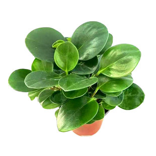 碧玉小盆栽青叶豆瓣绿室内桌面办公圆叶花卉书房绿植易养护防辐射