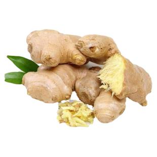 燎原山东生姜老姜新鲜绿色生姜大黄姜宝宝姜糖汁辅料调味新鲜蔬菜