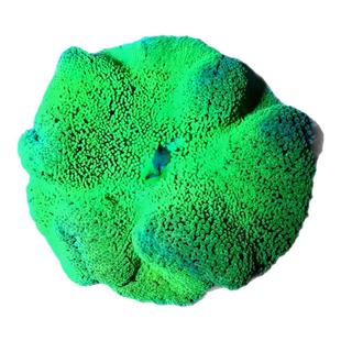 【直供价】地毯海葵活体珊瑚海水缸造景小丑鱼共生葵新手易养软体