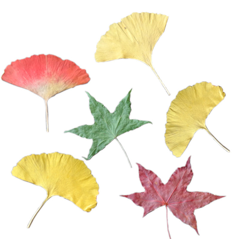 【干树叶】天然叶子银杏叶片枫叶蕨叶儿童手工DIY书签叶脉相框画