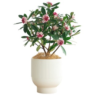 浓香型金边瑞香盆栽家养绿植阳台花卉植物室内花带花苞好养活四季