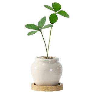 竹柏盆栽室内好养客厅茶桌植物摆件办公室桌面迷你小绿植四季常青