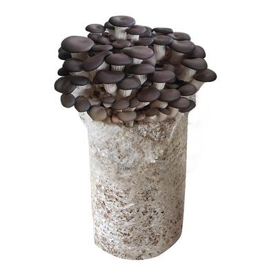 蘑菇种植包喷水长蘑菇简单操作