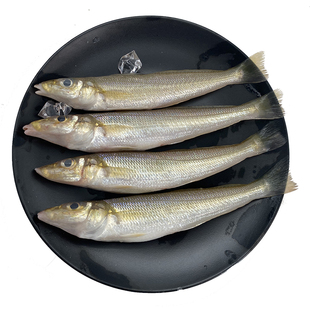北海沙钻鱼海捕新鲜【4包*15~18条/包】活杀速冻沙丁鱼深海鱼海鲜