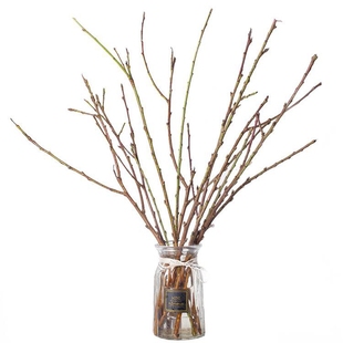 水培植物桃花枝鲜花雪柳干枝鲜切花水养盆栽室内珍珠李花卉好养