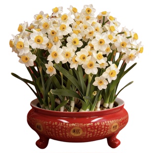 春节开花送礼精选漳州水仙花盆栽种球带高档景德陶瓷盆特大号11寸