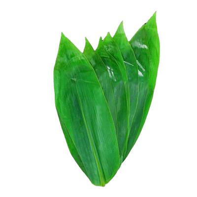 大粽叶新鲜粽子叶包粽子专用箬叶