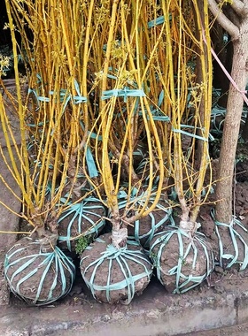 捆扎绳捆土球塑料绳撕裂带捆草坪草皮绳打包绳绿色厚塑料绳子纸皮