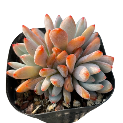 无肉不欢星星雪小苗多肉植物