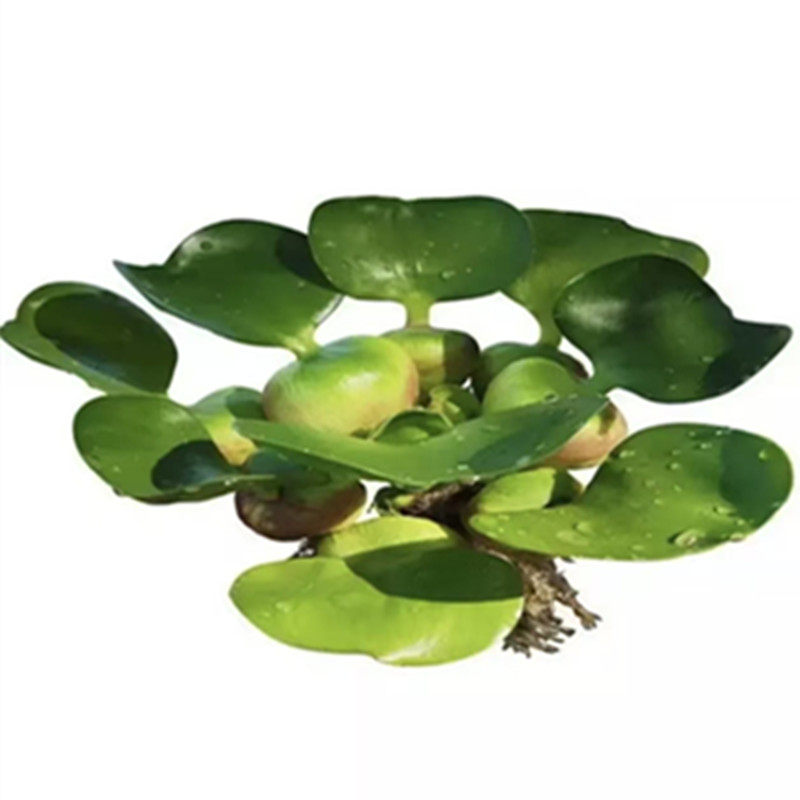 水葫芦水草净化水质水培植物