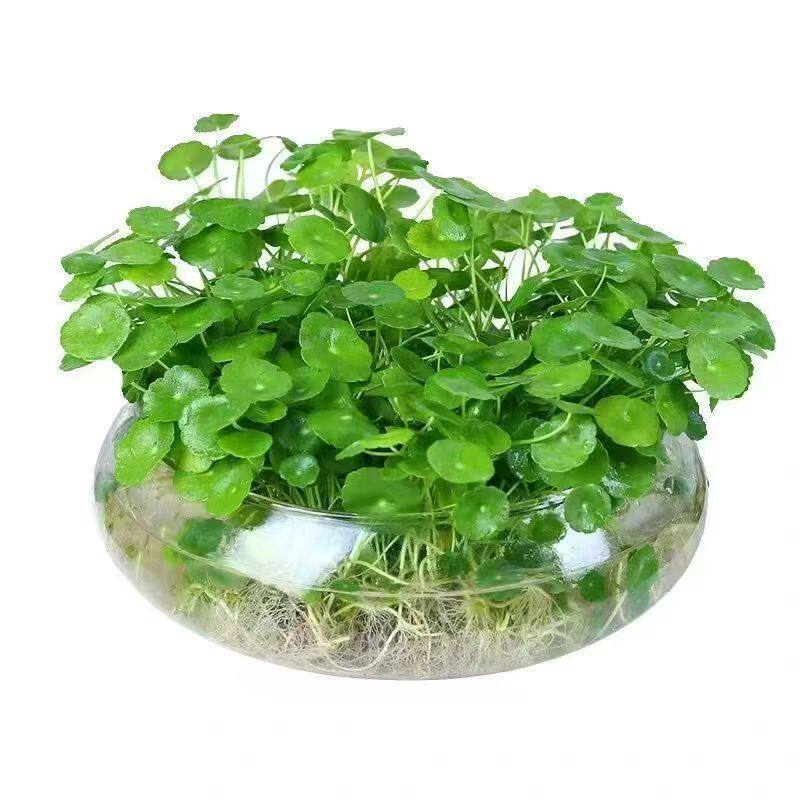 铜钱草水培植物大叶水养金钱草绿家庭园艺种子