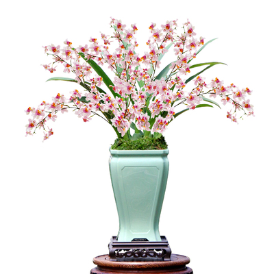 文心兰梦香带花苞香水味好养懒人