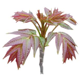 红油红香椿种子种籽子苗孑苗种盆栽树苗香春树种芽苗菜四季树籽